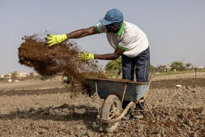 Iran war forces farmers seek fertilizer alternatives from cow dung to compost