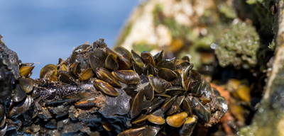 Invasive Species Alien To The West Coast Is Growing At 'Terrifying Speed', Costing Millions To Eradicate