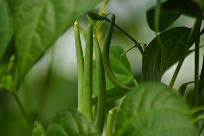 Skip the Transplants: These Warm-Weather Veggies Excel When Direct-Sown Now