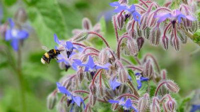 These June-Flowering Herbs Are Pollinator Magnets – They'll Bring Bees, Butterflies, and Even Hummingbirds to Your Yard