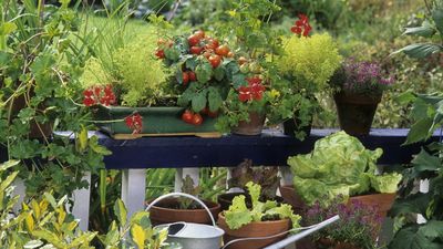 ALDI's $17 Wooden Plant Stand is the Cottagecore Addition That Every Small Yard Needs This Summer to Create an Abundant Feel