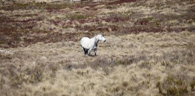 Feral horse numbers in Australia’s alps are on the rise again. It’s time to act