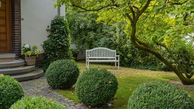 Why gardeners are swapping boxwood for this one elegant shrub (the birds love it too)