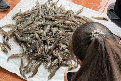 Farmers call for talks on shrimp curbs
