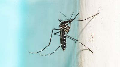 The 'ultimate mosquito killer' uses lasers and AI — custom model trained to detect and lock lasers on these pests