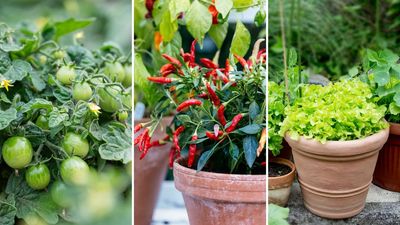 After watching BBC's Gardeners' World this week, I've found a genius solution for edible gardening in a small space