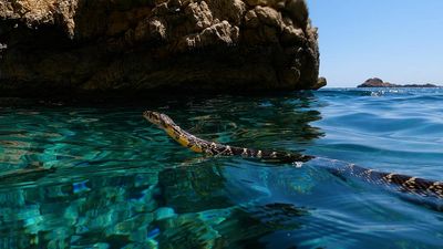 ‘This is a tragedy’: swimming snakes open new front in battle with Balearic lizards