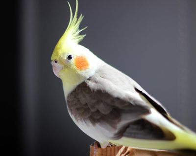Masturbation among birds is ‘natural’ and should not be punished, say experts