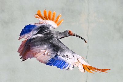 Endangered crested ibises return to Japanese wild decades after extinction