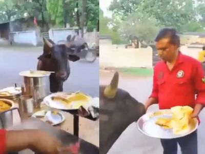 Karz actor Simi Garewal shares heartwarming video of Telangana bull's daily dosa date with stall-owner friend