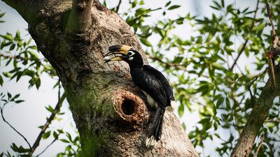 A rare natural wonder is unfolding in Delhi’s Lodhi Garden
