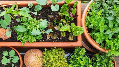 This Genius Self-Watering Tomato Planter Keeps My Plants Hydrated in Summer Heat – With Very Little Effort