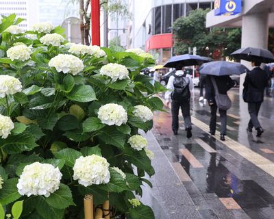 Typhoon Jangmi threatens Japan as Europe swelters