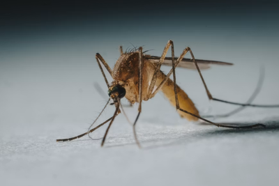 Google Plans to Release 32 Million Bacteria-Infected Mosquitoes and You Have Until 5 June to Object