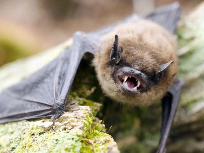 California on high alert after bat tests positive for rabies; officials issue urgent warning: Here's what you should do