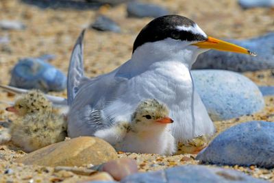 Big gains for little terns: how Lindisfarne reserve is helping a rare bird survive tourism