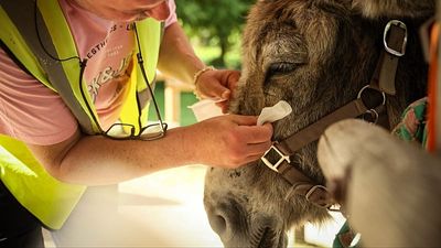A French hospital enlists donkeys in mental health care — and patients approve