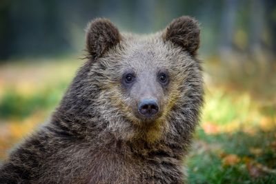 Trophy hunters bring bodies of lions and bears to the UK – despite repeated pledges to ban imports