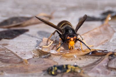 Why the UK could be about to see an invasion of Asian hornets