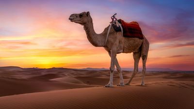 Want to shoot stunning shots like this? Here's how to photograph stunning sandscapes on your travels