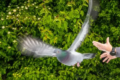 Pigeons literally rely on gut feeling for their homing ability, study finds