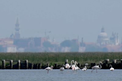 Flamingos flock to Venice in record numbers as wetlands are restored