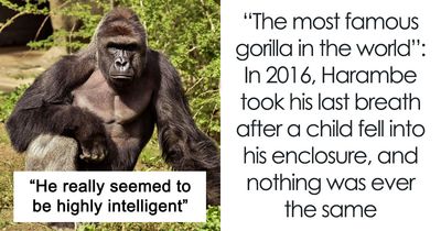 10 Years After Tragic Incident In The Cincinnati Zoo, Let’s Shed More Light On The Story Of Harambe