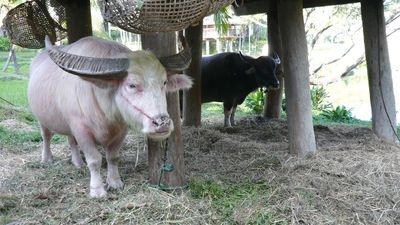 Trump’s Buffalo Doppelgänger Gets a Last-Minute Pardon When Officials Panic Over Mobs Flocking to See Its ‘Distinctive’ Blond Fringe