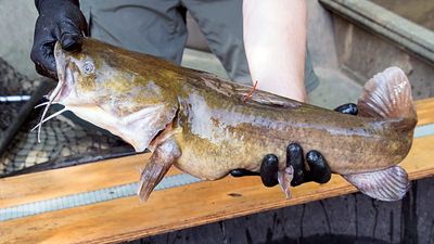 Record: angler lands giant 2.5-metre catfish