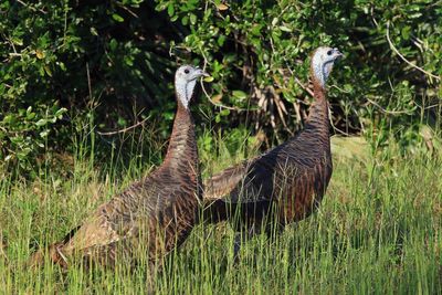 ‘Aggressive’ wild turkeys attack woman, 83, and dog in separate incidents sparking police warnings