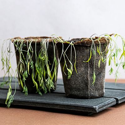 The heatwave frazzled my seedlings – this is what I'm doing this week to help revive and recover them in time for summer