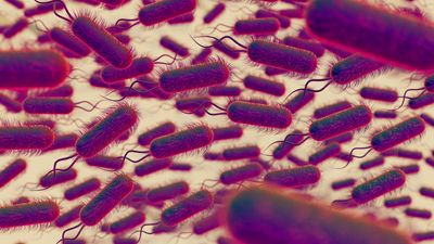 Backyard Poultry Drives Multi-State Salmonella Outbreak, with Texas Among Hardest Hit