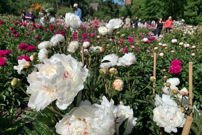 The peony pilgrimage has begun: Historic garden draws thousands with its spectacular blooms