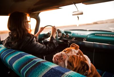 A trip with my dog healed divorce wounds