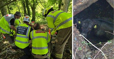 Cow stuck in hidden underground bunker triggers 11-hour rescue on Scottish farm