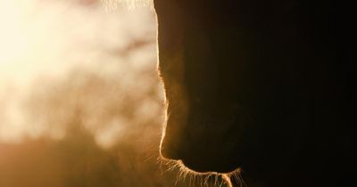 271 animals to be slaughtered on Fife farm following failed cattle inspection