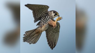 15-year-old photographer wins major award with wildlife moment many spend years trying to capture