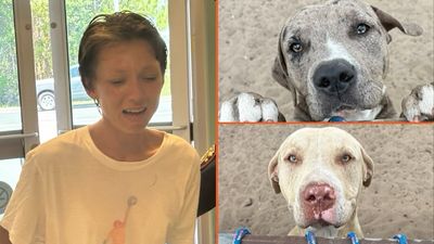 Florida woman’s dogs attacked in her neighborhood. Her response? Allegedly, she faked a heart attack
