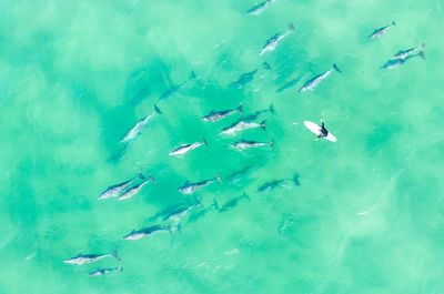 ‘Show us some fin’: citizen scientists take to the seas for first of its kind dolphin census