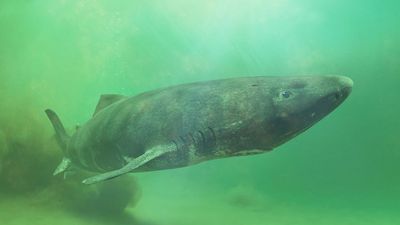 First whole-genome sequence of a Greenland shark holds clues to their extreme longevity