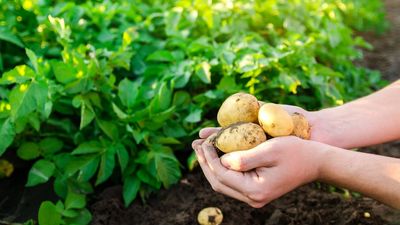 The Simple Potato-Growing Trick to Start in June for a Much Bigger Harvest