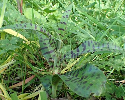 Country diary: Why are orchids so mysterious and coveted? It all starts underground