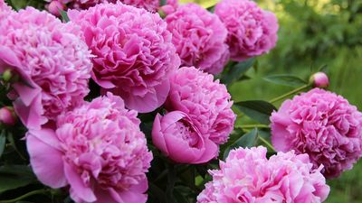 What to Do With Peonies in June to Unlock a Stunning Show of Flowers Next Year