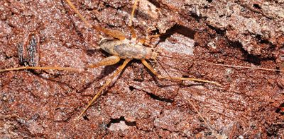 Ever seen a cave cricket? Australia now has three new species of these spindly, spider-like creatures