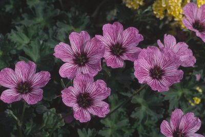 An expert’s guide to making the most of a north-facing garden this summer