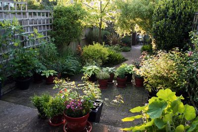How to make the most of north-facing gardens in summer