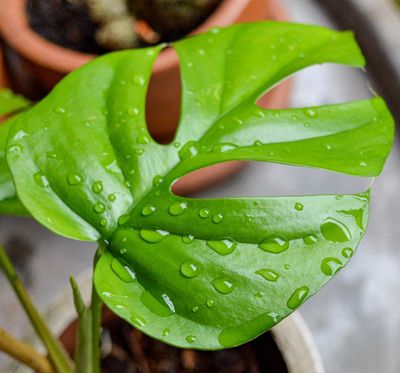 Houseplant hacks: is summer rain a ‘spa’ for indoor plants?
