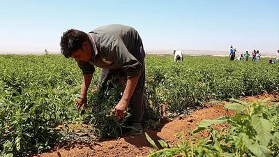Greece to bring in 5,000 Egyptian farm workers to close agricultural labour gap