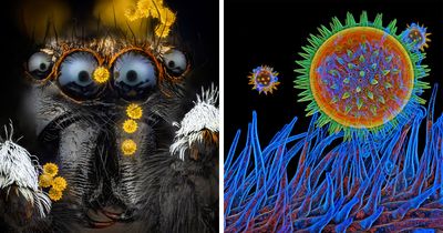17 Fascinating Microscope Photos From Evident’s 2025 Image Of The Year Award