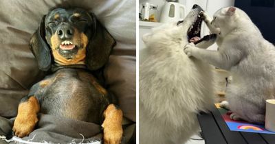 This Page Collects The Internet’s Funniest Dog Moments, And Here Are 30 New Favorites